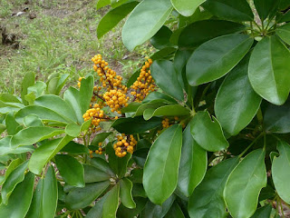 Arbre ombelle - Scheffléra nain - Arbre parasol - Arbre-parapluie - Schefflera arboricola