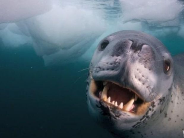 Fotógrafo descreve encontro "perigoso" com foca-leopardo na Antártica