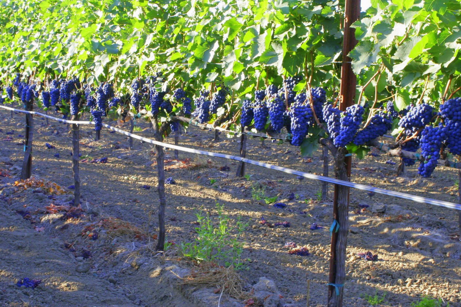 Growing Concord Grapes: Grapevine Trellises and Why You Need Them For 