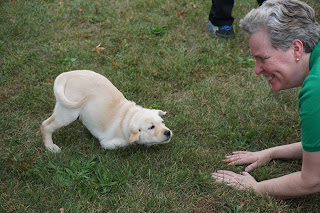 A yellow Labrador retriever puppy does a play bow in the grass in front of a woman on her hands and knees.