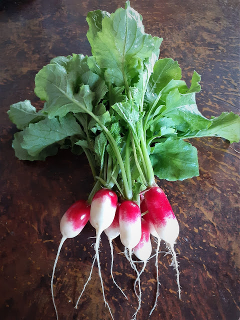 French Breakfast radishes