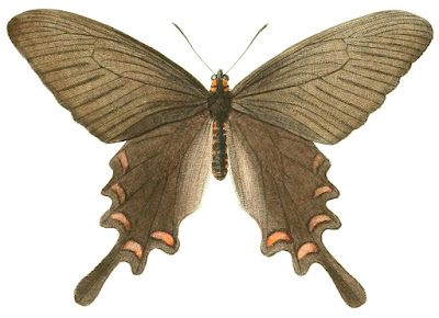 Бабочка алкиной (Atrophaneura alcinous, =Byasa alcinous)