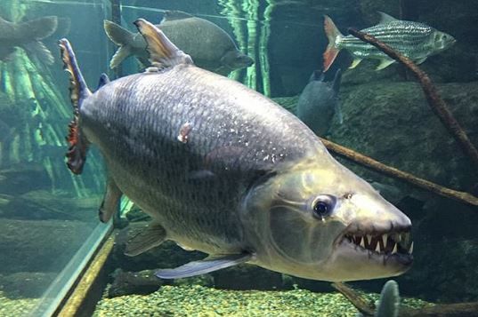 How to Keeping Goliath Tigerfish