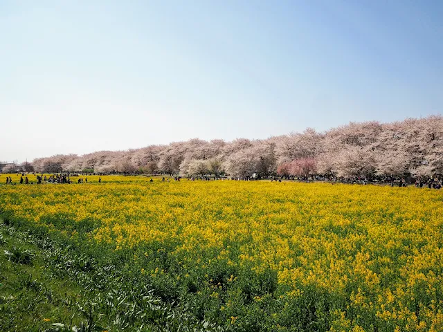 権現堂桜堤　菜の花