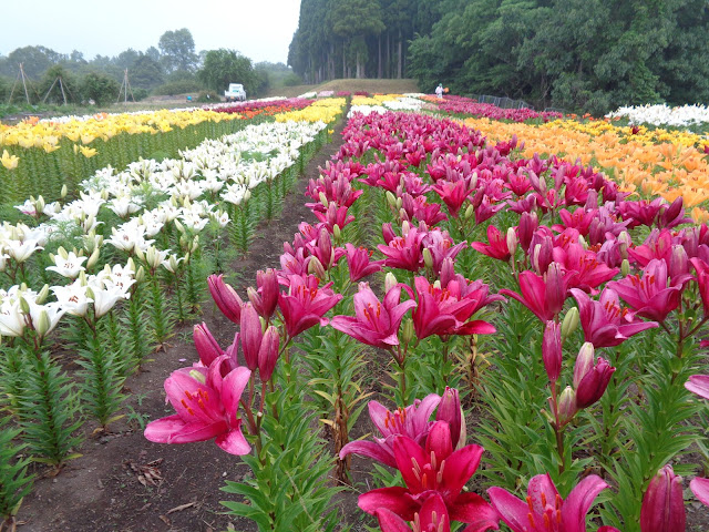 とっとり花回廊のゆりの秘密の花園