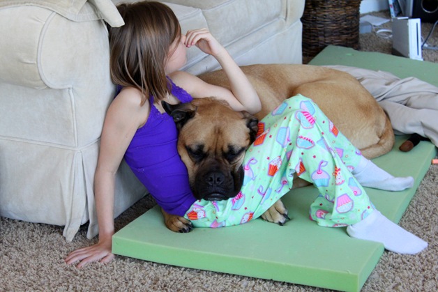 bullmastiff