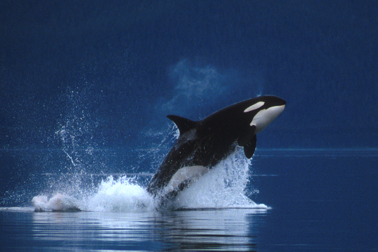 Nobilangelo Photo Killer Whale Breaching