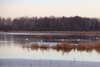 December swans, Carlos Avery Sunrise River pools, 2015