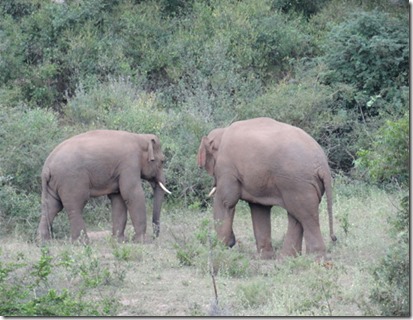 gajah 2
