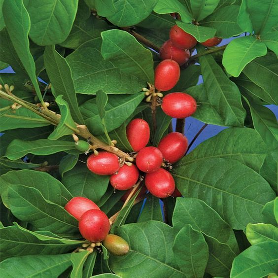 bibit tanaman miracle fruit buah kontraktor pembibitan Sumatra Selatan