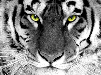 Tiger Live HD Wallpapers for Android Free Download 