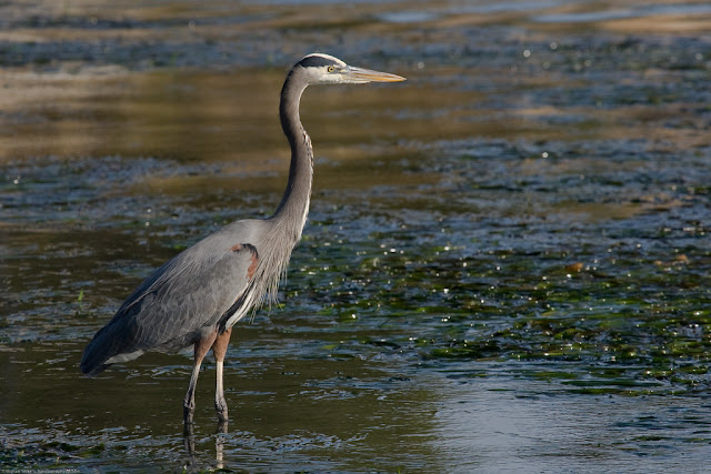 Great Blue Heron Facts