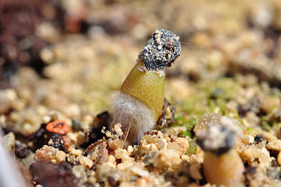 Echinocactus polycephalus seedling in the process of damping off - killed by mold