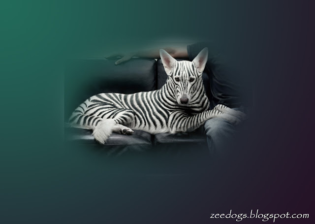 Zebra art of dog wallpaper