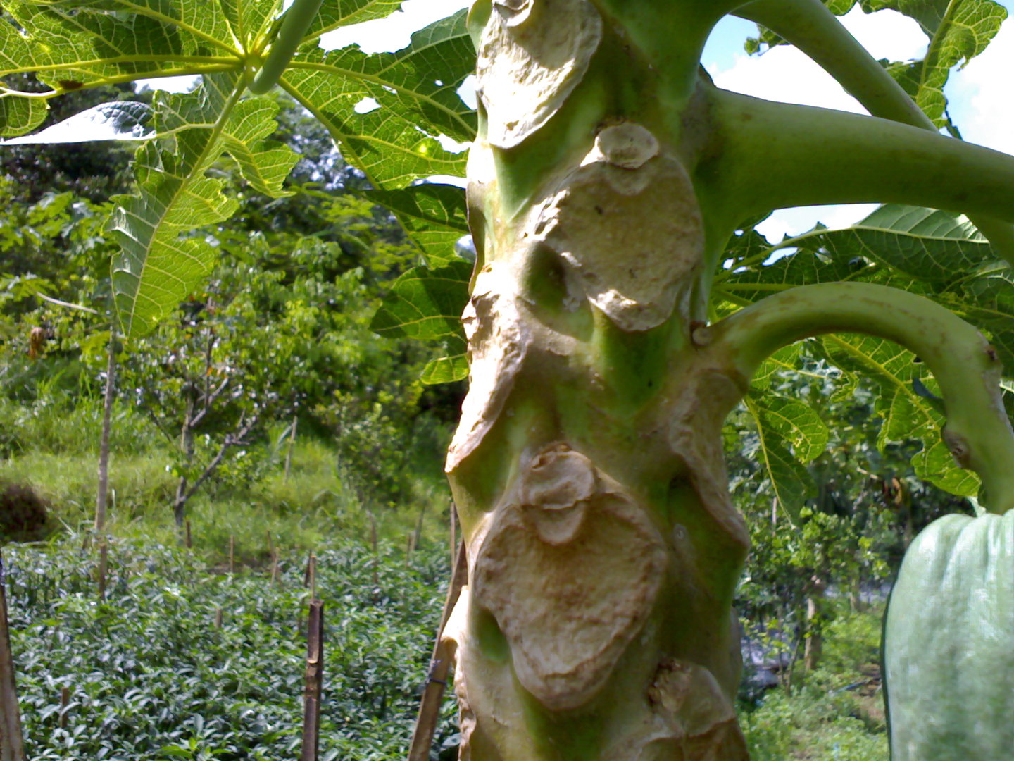 KLASIFIKASI TUMBUHAN BERBIJI Pepaya  Carica papaya 