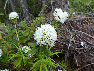 Thé du Labrador - Lédon du Groenland - Rhododendron groenlandicum - Ledum groenlandicum