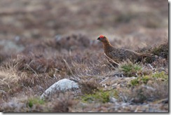 Red Grouse (by Tom)