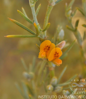 Pataguilla (Anarthrophyllum rigidum)