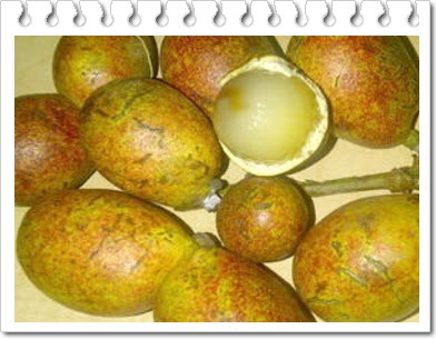 manfaat buah matoa