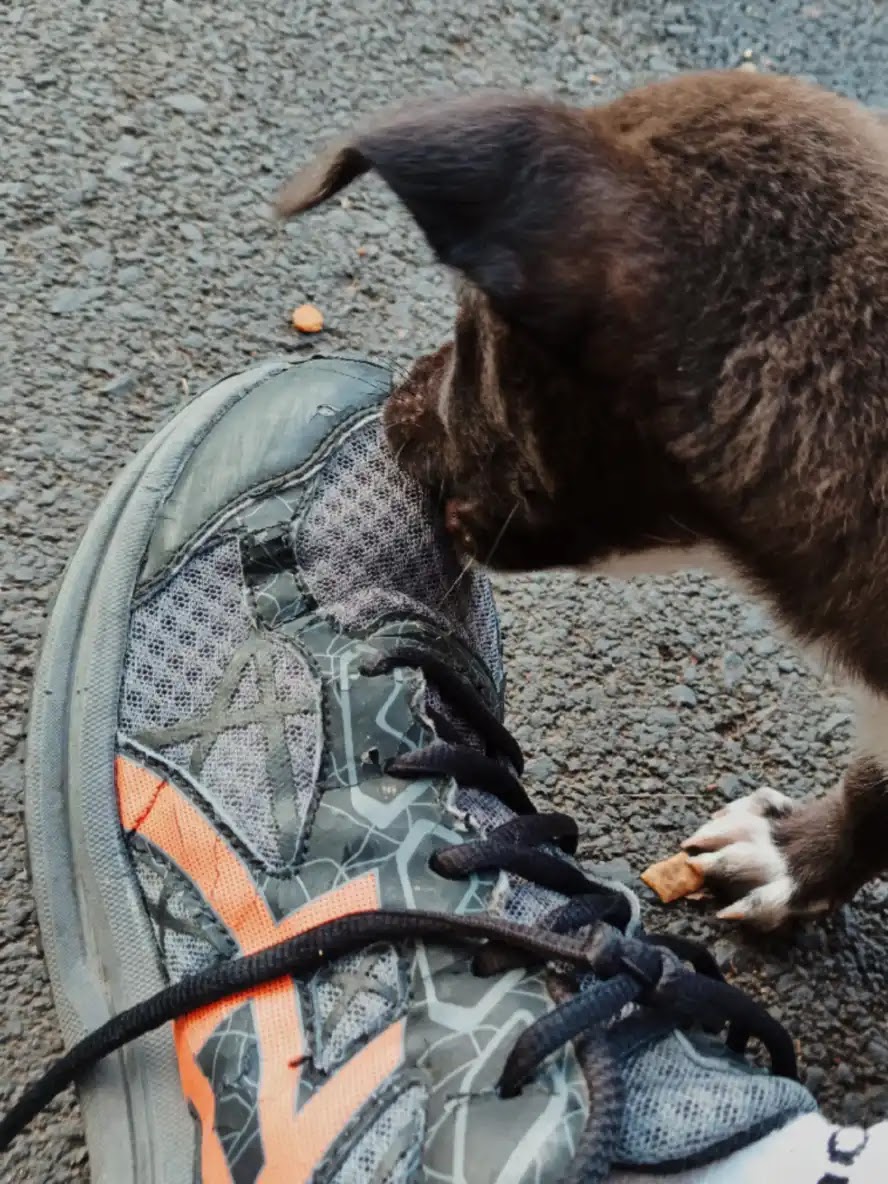 Anjing kecil di kaki JPO JORR Jatiwarna — Blogombal.com 