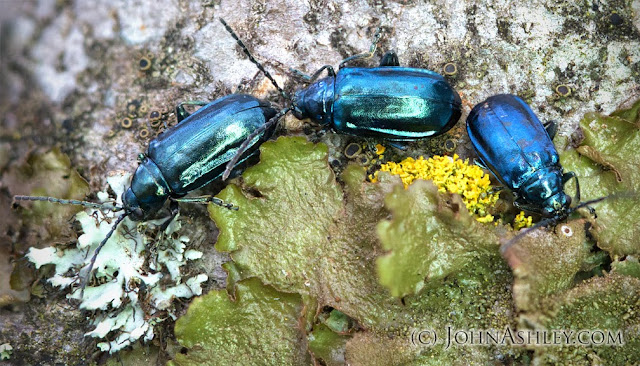 Adult Alder Flea Beetles (c) John Ashley
