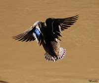  ánade real o azulón (Anas platyrhynchos) 