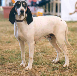 Ariegeois Dog France Dog Breed