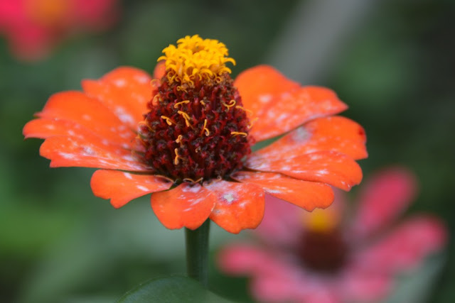 Anadale Falls Grenada flowers