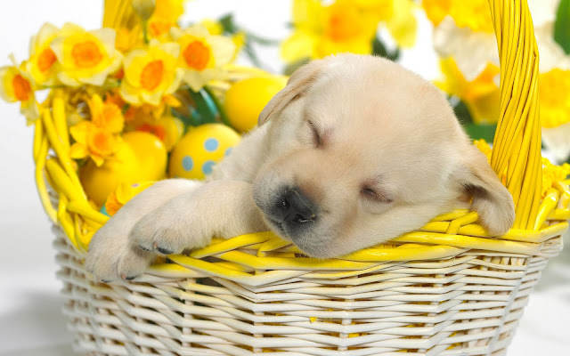  Beautiful Puppy Springtime Snooze | Wallpaper