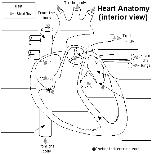 diagram of the circulatory system for kids. Human Heart Diagram For Kids.
