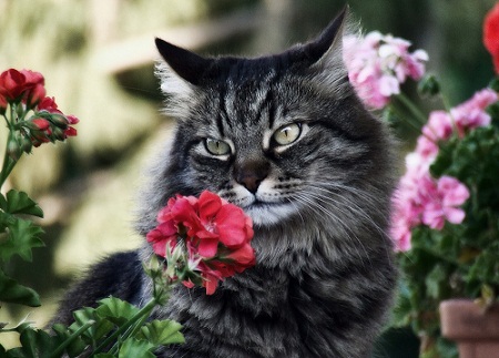 Cat Image with Flowers