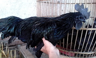 Ayam Cemani