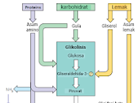 Keterkaitan katabolisme karbohidrat, protein, dan lemak