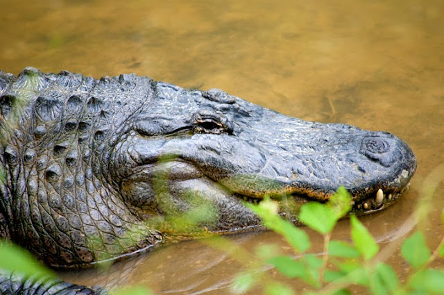 Click to see picture of alligator at Caldwell Zoo