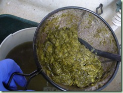 RhubarbLeafMordant