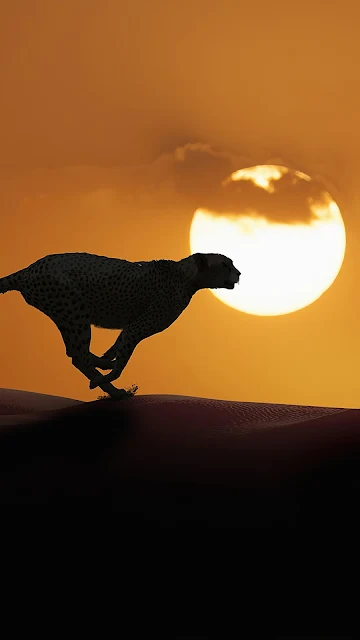 Cheetah Running, Sunset, Africa