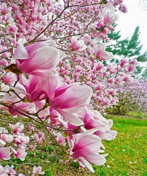 20 Gambar Bunga Sakura Di Jepang