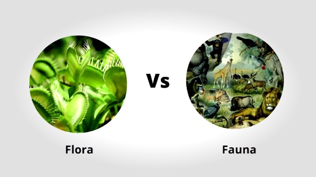 Flora And Fauna | Meaning,  Importance of Flora And Fauna