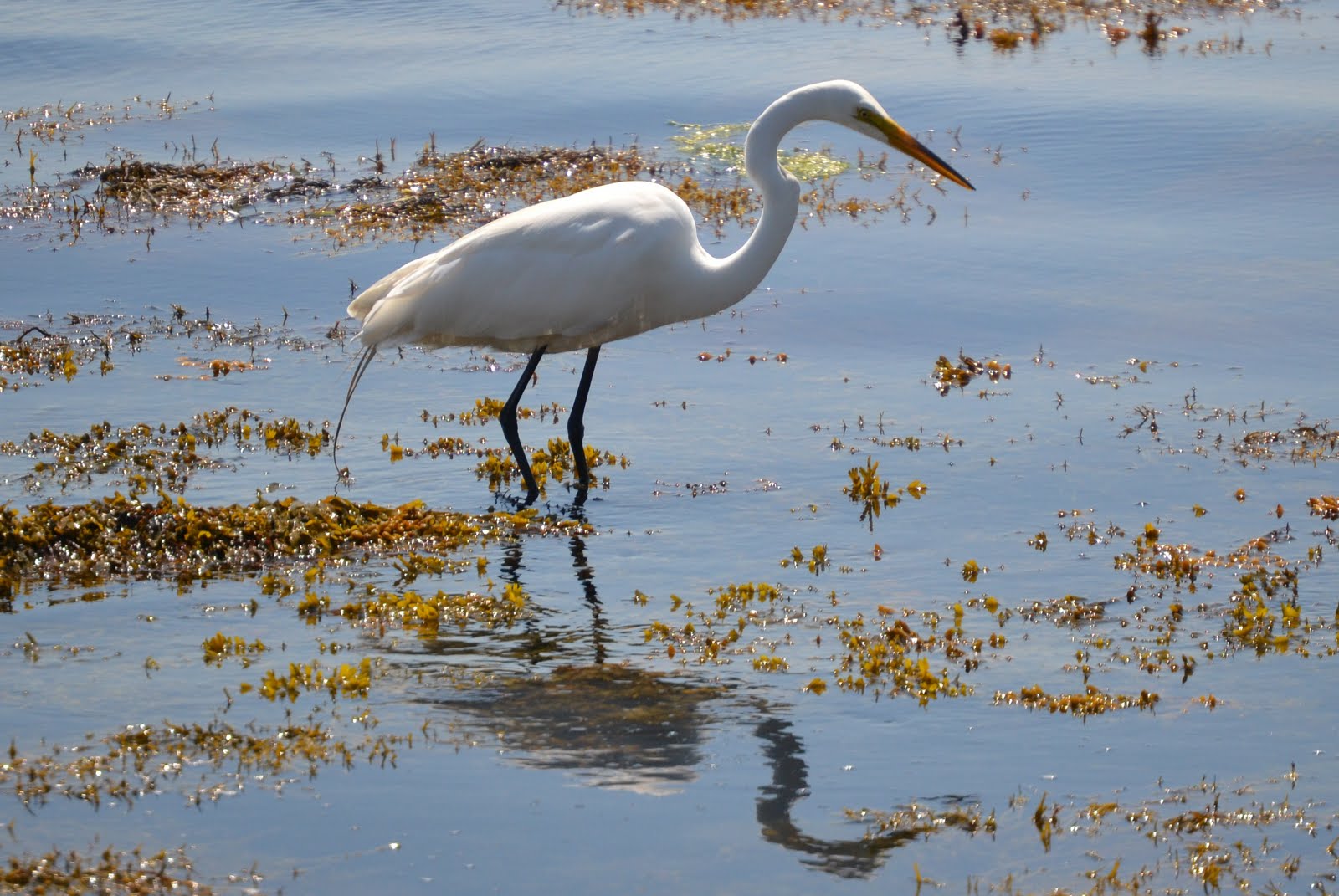It's All About Purple: Another Great Egret!!!!