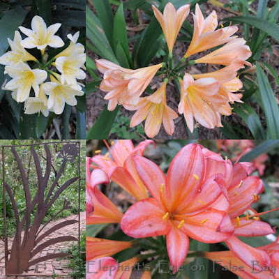 Clivia miniata at Walter Sisulu NBG in September