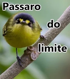 Passaro do limite