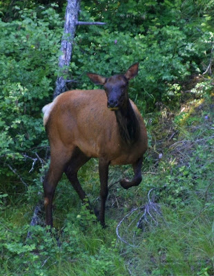 Cow Elk