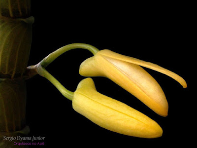 Botões florais da orquídea Dendrobium Stardust