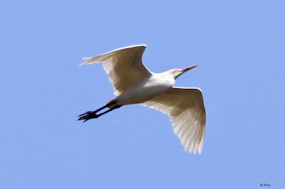 "Cattle Egret - Bubulcus ibis, flying overhead."