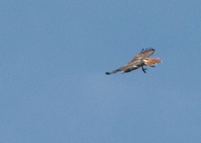 red tailed hawk