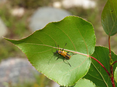 Insects along the Bruce Trail.