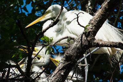 Great Egrets, UT Southwestern Medical Center Rookery