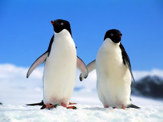 Pareja de pingüinos 