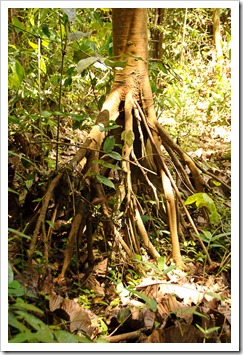 2011_03_14 D88 Taman Negara 022