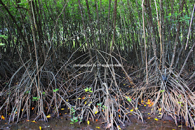 Pohon Bakau dengan akar tunjang yang khas di Hutan Wisata Payau Cilacap.